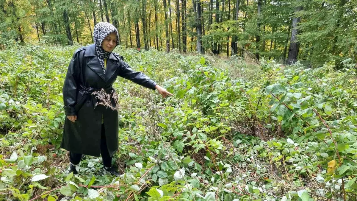 ayilarin talan ettigi ahududu bahcesi Wde8m1sb.jpg