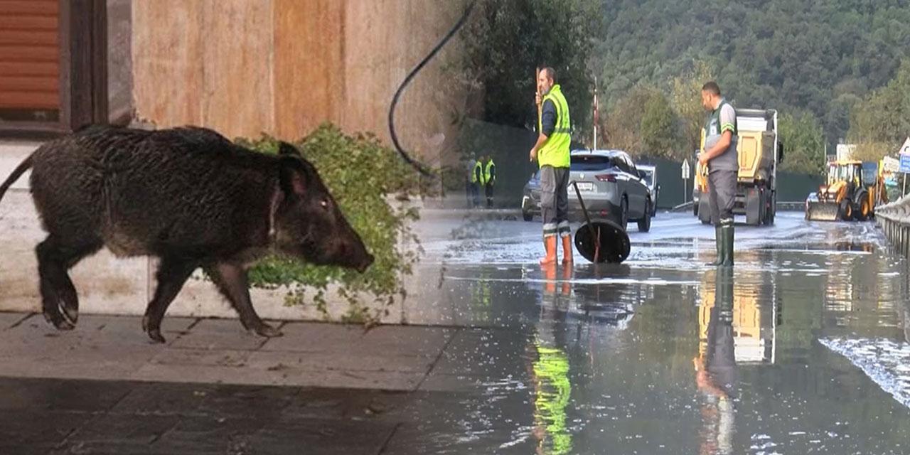 istanbulda domuz boguldu gole donen yolda QpTWLslz.jpg