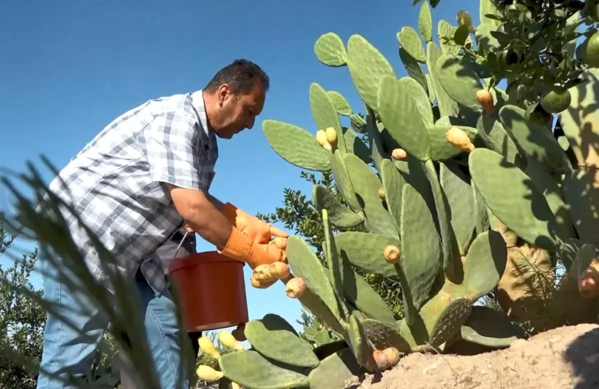 mersinde dikenli incir dondurmasi uretimi basladi fdCdw6tl.jpg