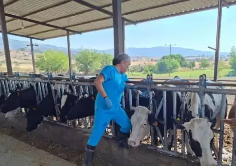 Aydın'da Şap Hastalığı Nedeniyle 17 Mahalle Karantinaya Alındı