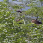 Mevsimlik isci degil trabzonda kiraz ziyafeti HIaOCiFF